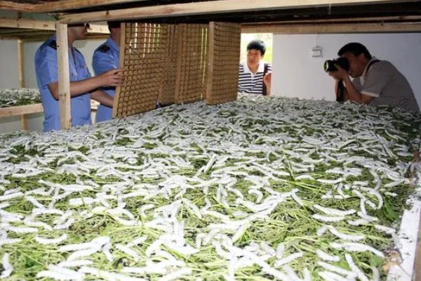 春蚕的养殖时间，通常为4-6月份左右