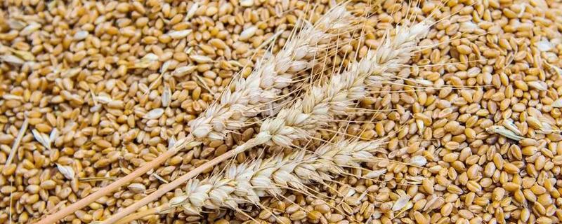 如何选购满意的小麦种，选择适合当地的气候条件的麦种