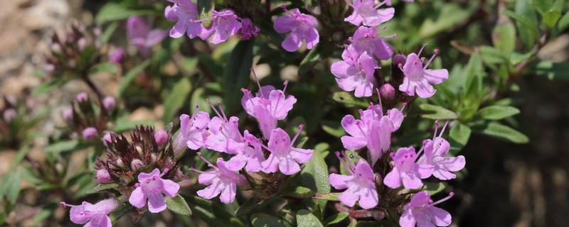 什么是百里香，是西餐里使用率很高的一款香草