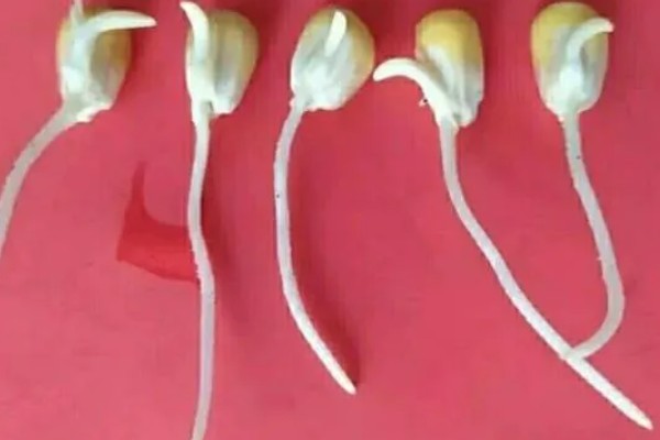 玉米种子发芽率降低的原因是什么，可能是种子成熟差所致