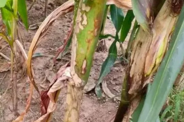 玉米种子发芽率降低的原因是什么，可能是种子成熟差所致