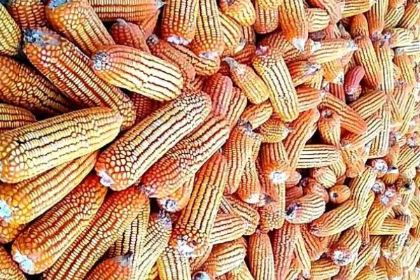 玉米种子发芽率降低的原因是什么，可能是种子成熟差所致