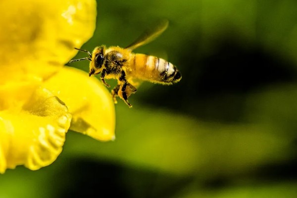 蜜蜂的采集范围，一般在2-3千米左右