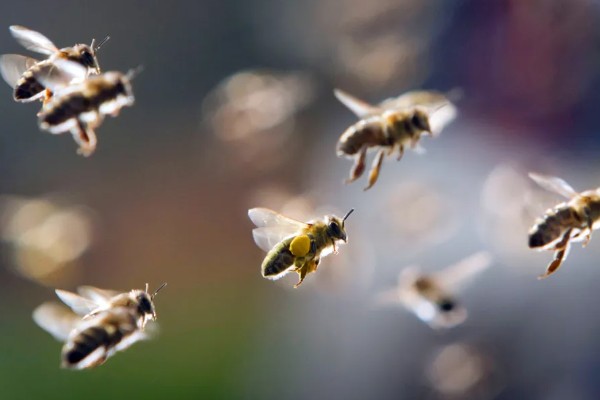 蜜蜂的采集范围，一般在2-3千米左右