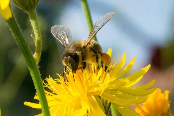 蜜蜂的采集范围，一般在2-3千米左右