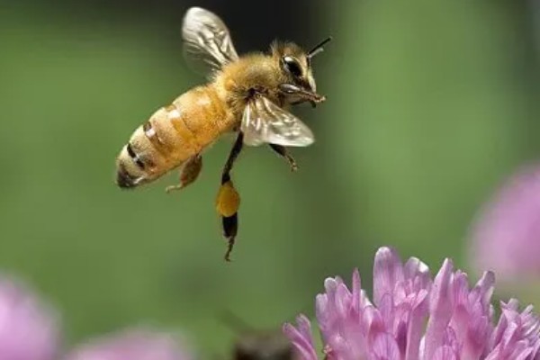 蜜蜂的采集范围，一般在2-3千米左右