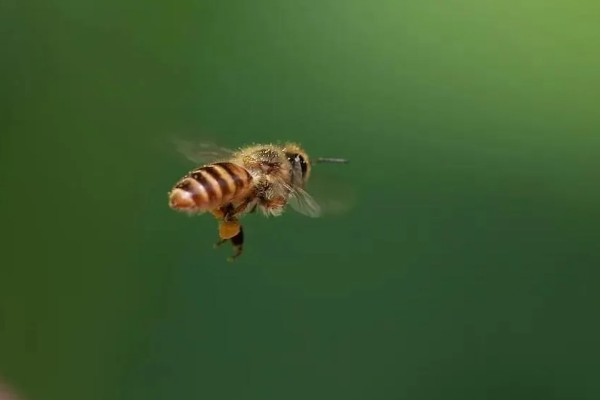 蜜蜂的采集范围，一般在2-3千米左右