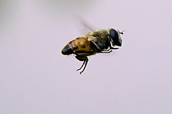 蜜蜂的采集范围，一般在2-3千米左右