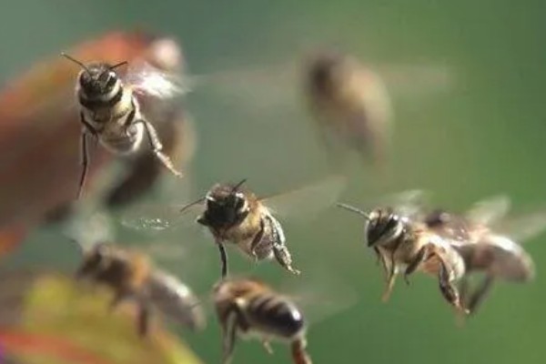 蜜蜂的采集范围，一般在2-3千米左右