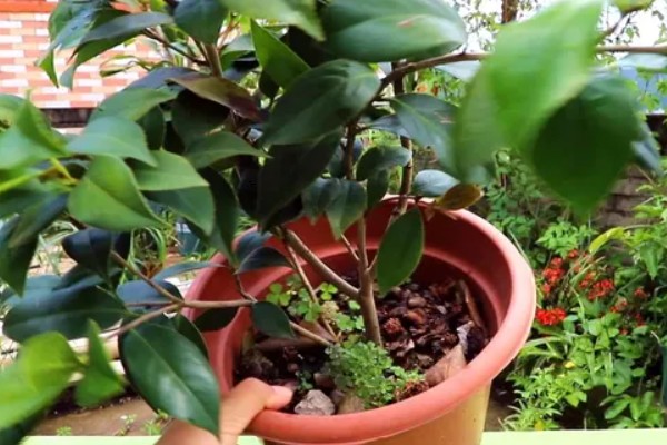 怎么吃山茶果，剥皮就可以吃