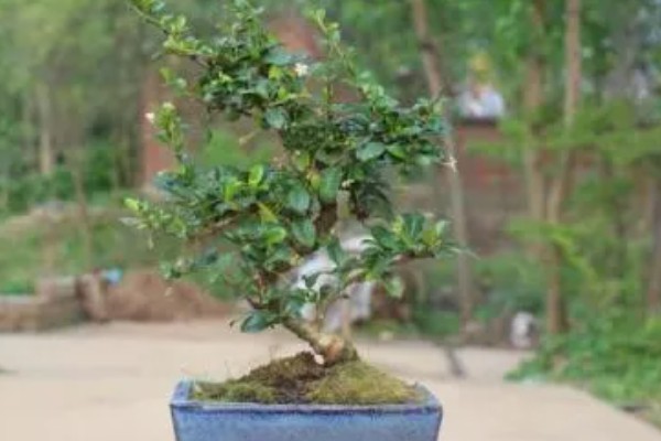 怎么吃山茶果，剥皮就可以吃