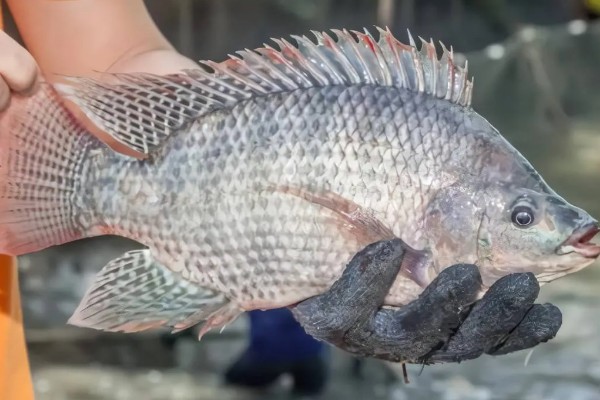 广东人吃罗非鱼吗,大多数广东人都是吃罗非鱼的