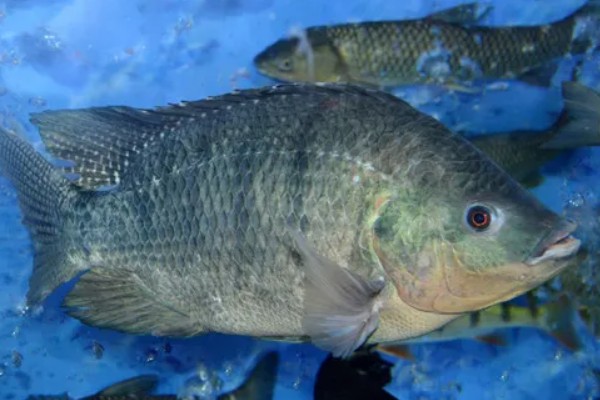 广东人吃罗非鱼吗,大多数广东人都是吃罗非鱼的