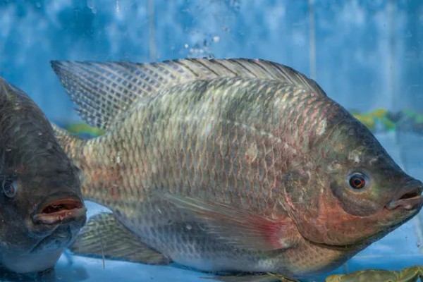 广东人吃罗非鱼吗,大多数广东人都是吃罗非鱼的