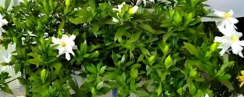 栀子花能嫁接吗，栀子花是可以嫁接的