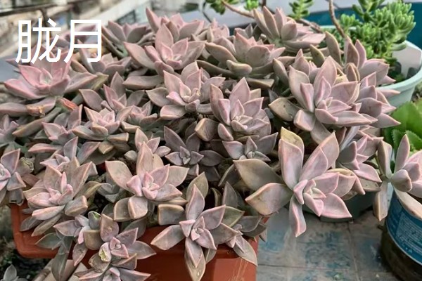 哪种多肉适合一年四季露养，常见的有胧月、火祭等