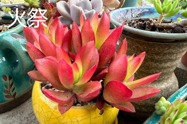 哪种多肉适合一年四季露养，常见的有胧月、火祭等