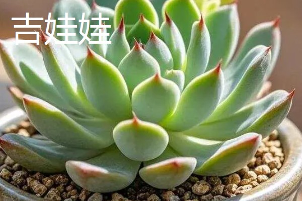 哪种多肉适合一年四季露养，常见的有胧月、火祭等