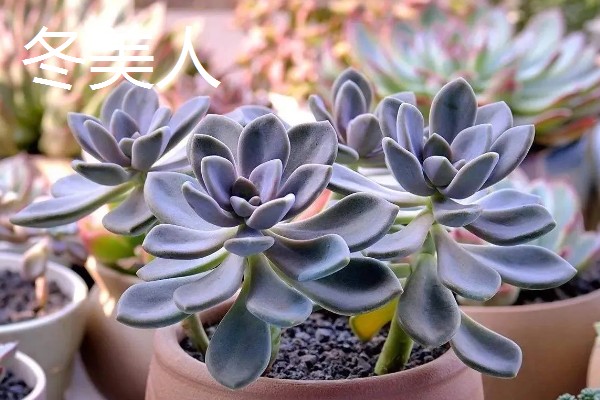 哪种多肉适合一年四季露养，常见的有胧月、火祭等