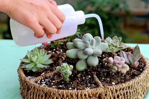 哪种多肉适合一年四季露养，常见的有胧月、火祭等