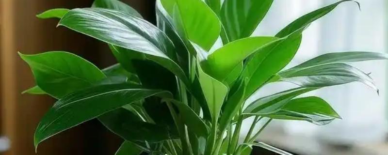 金钻为什么会起黄点，可能是感染红蜘蛛导致的