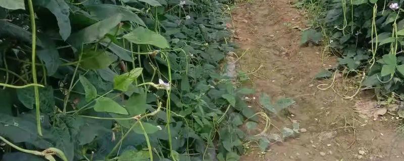 豆角从开花到采摘要多长时间，一共需要10天左右