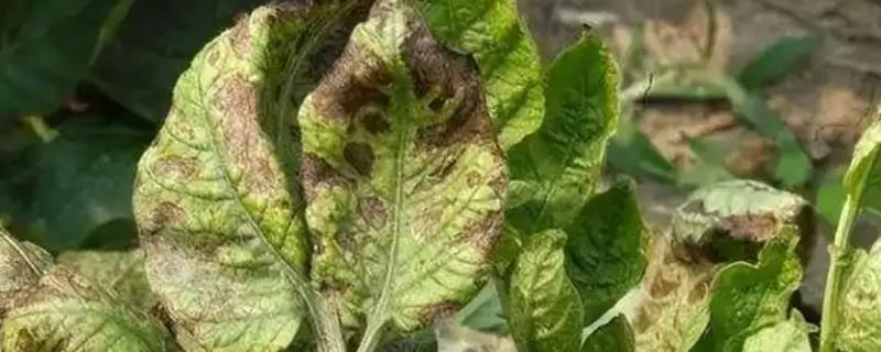 蔬菜病原病害与缺素症如何正确识别，可观察病症与土壤的关系