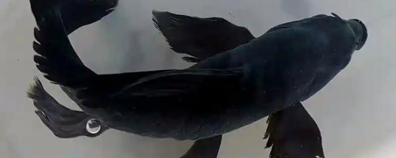 养锦鲤为啥有黑色的,通常是风水上的说法