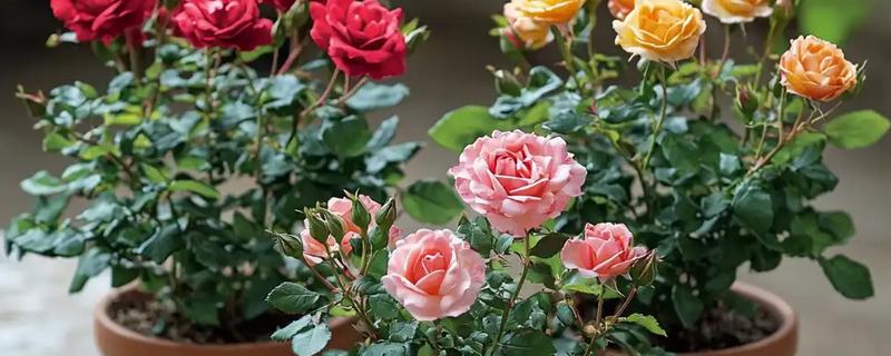 月季花如何栽培，先要对植株进行适当的修剪