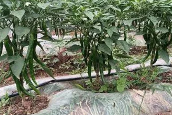 美人椒栽培多长时间才能上市，从种植到收获需要5个月左右