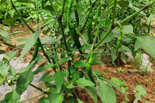 美人椒栽培多长时间才能上市，从种植到收获需要5个月左右