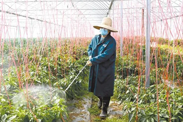 美人椒栽培多长时间才能上市，从种植到收获需要5个月左右