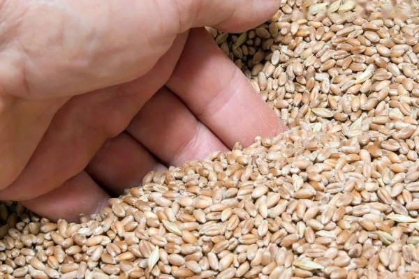 如何选购满意的小麦种,选择适合当地的气候条件的麦种