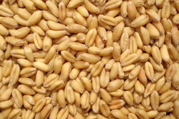 如何选购满意的小麦种,选择适合当地的气候条件的麦种