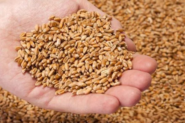 如何选购满意的小麦种,选择适合当地的气候条件的麦种