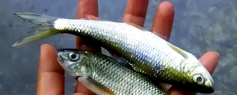 白条鱼简介，寿命一般2-3年