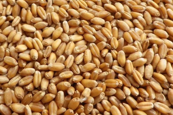 如何选购满意的小麦种,选择适合当地的气候条件的麦种