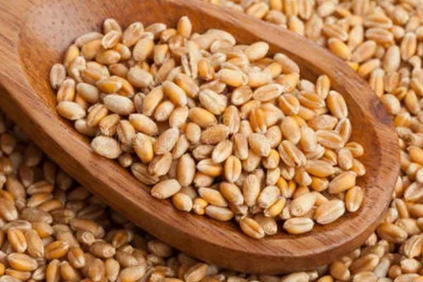 如何选购满意的小麦种,选择适合当地的气候条件的麦种