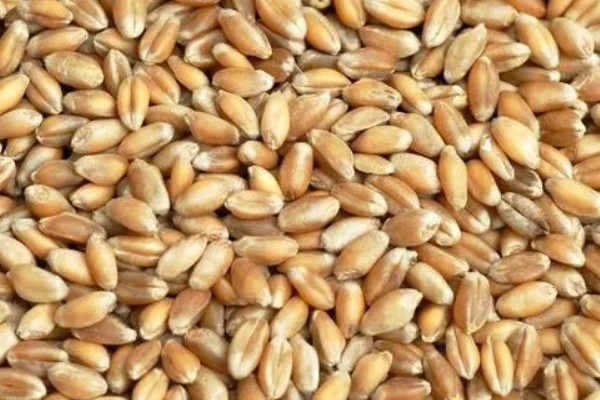 如何选购满意的小麦种,选择适合当地的气候条件的麦种