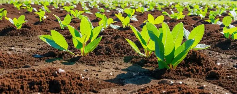 影响农作物品质的因素有哪些，有气候、水资源、地形等