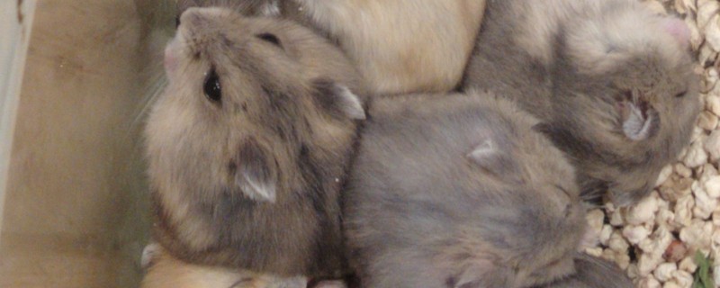 小仓鼠如何养，三周左右需要完全断奶