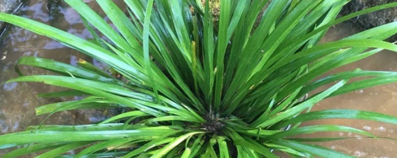 石菖蒲用哪种土种植，沙质土壤种植为佳