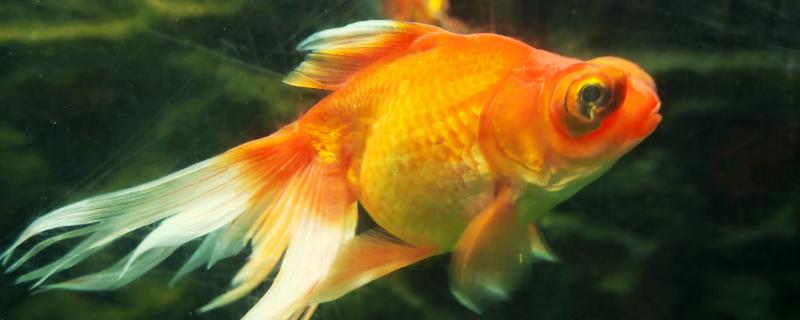金鱼属于热带鱼吗,金鱼不属于热带鱼