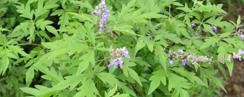 黄荆树的俗名，又被称为五指柑、五指风等
