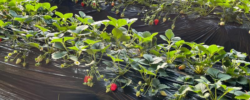 草莓的成熟季节，大多为6-7月份