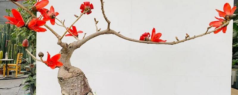 怎么养木棉，适宜生长的温度在20℃左右