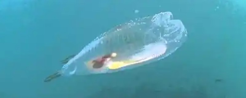 果冻鱼简介，一般是指樽海鞘