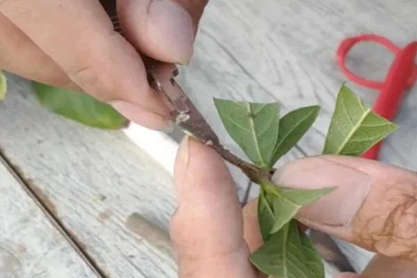 栀子花能嫁接吗，栀子花是可以嫁接的