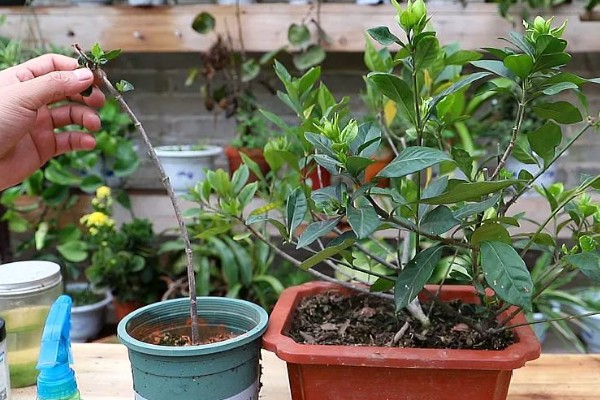 栀子花能嫁接吗，栀子花是可以嫁接的