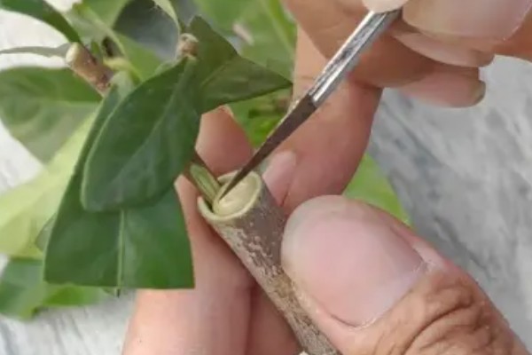 栀子花能嫁接吗，栀子花是可以嫁接的